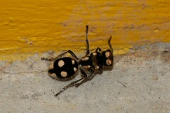 Hoplomutilla