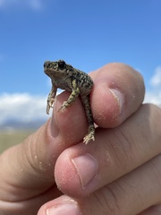 Anaxyrus debilis