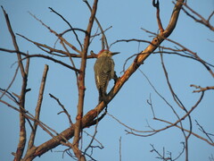 Melanerpes pygmaeus