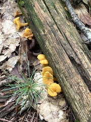 Cantharellus minor