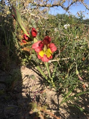 Gladiolus alatus