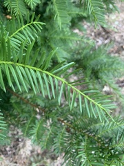 Taxus