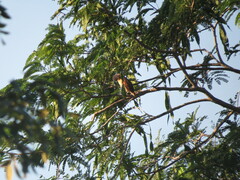 Pachyramphus aglaiae