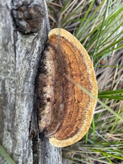 Gloeophyllum protractum