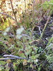 Phyllopodium capillare