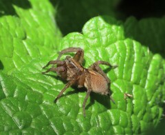 Trochosa terricola