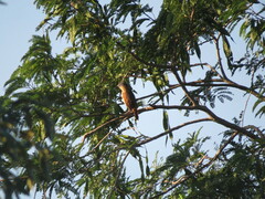 Pachyramphus aglaiae