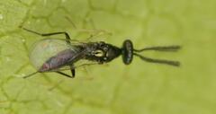 Eulophidae