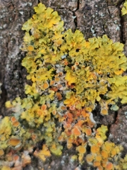 Xanthoria parietina