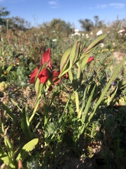 Gladiolus alatus