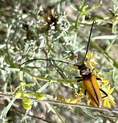 Crossidius suturalis