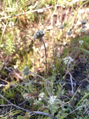 Phyllopodium capillare