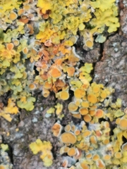 Xanthoria parietina
