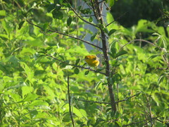 Protonotaria citrea
