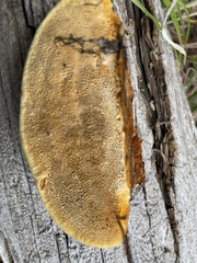 Gloeophyllum protractum