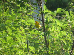 Protonotaria citrea