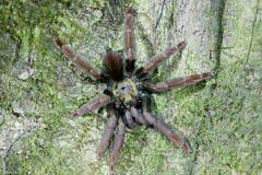 Psalmopoeus ecclesiasticus