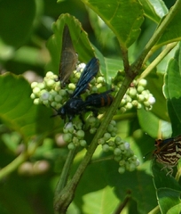 Colpacampsomeris indica