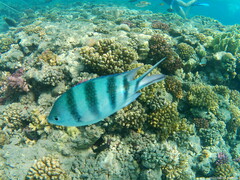 Abudefduf sexfasciatus