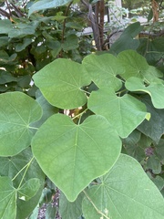 Cercis canadensis
