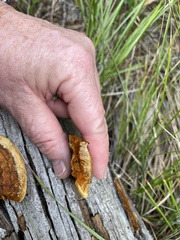 Gloeophyllum protractum