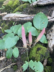 Uraria crinita