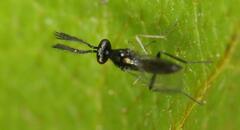 Eulophidae