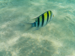 Abudefduf vaigiensis