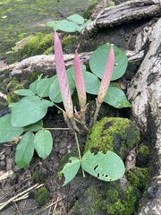 Uraria crinita