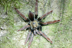 Psalmopoeus ecclesiasticus