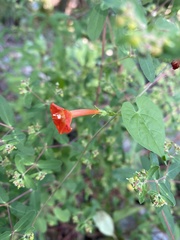Ipomoea coccinea