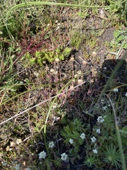 Phyllopodium capillare