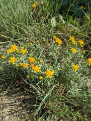 Picradeniopsis oppositifolia