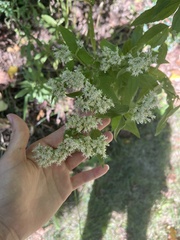 Eupatorium serotinum