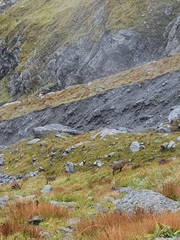 Capra ibex