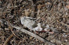 Trimerotropis californica