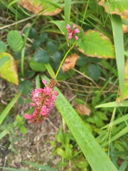 Bistorta amplexicaulis