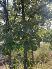 Quercus macrocarpa