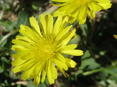 Crepis