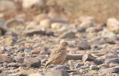 Chersomanes albofasciata