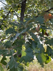 Quercus macrocarpa