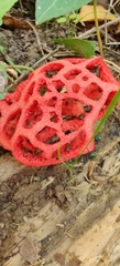 Clathrus ruber