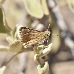 Muschampia alta