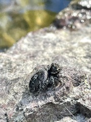 Phidippus tigris