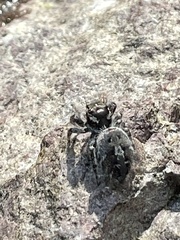Phidippus tigris