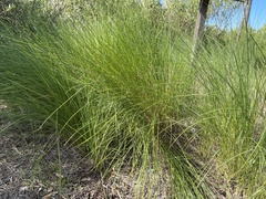 Sporobolus pumilus