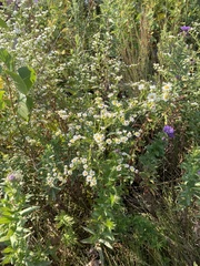 Symphyotrichum firmum