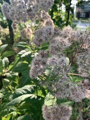 Eutrochium purpureum