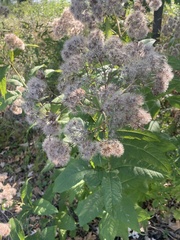 Eutrochium purpureum