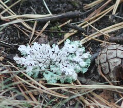Hypogymnia physodes